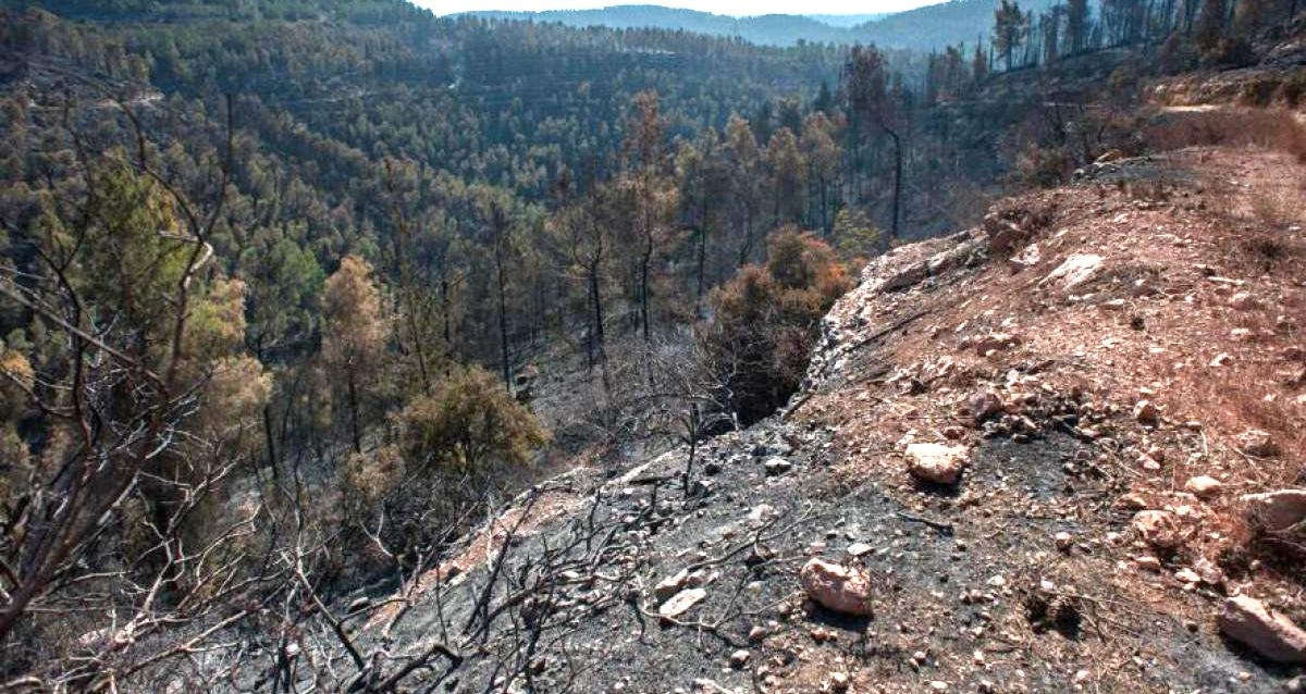 Incendio forestal